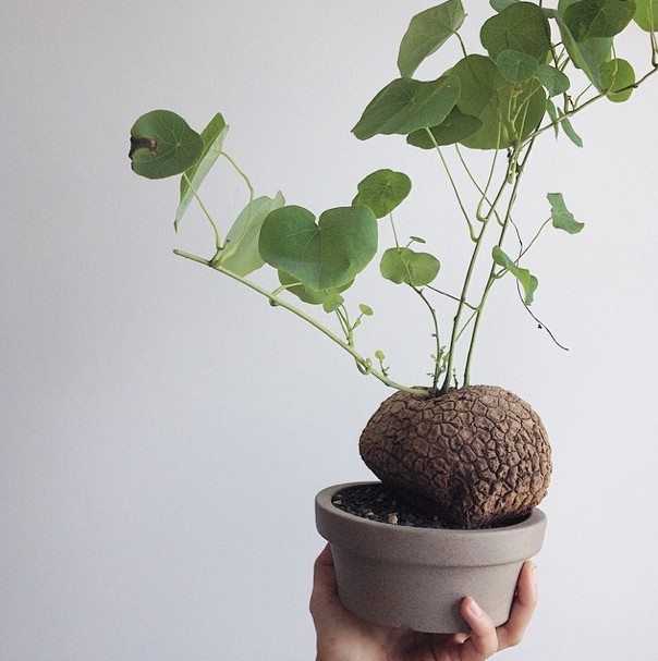 Stephania Erecta Plant