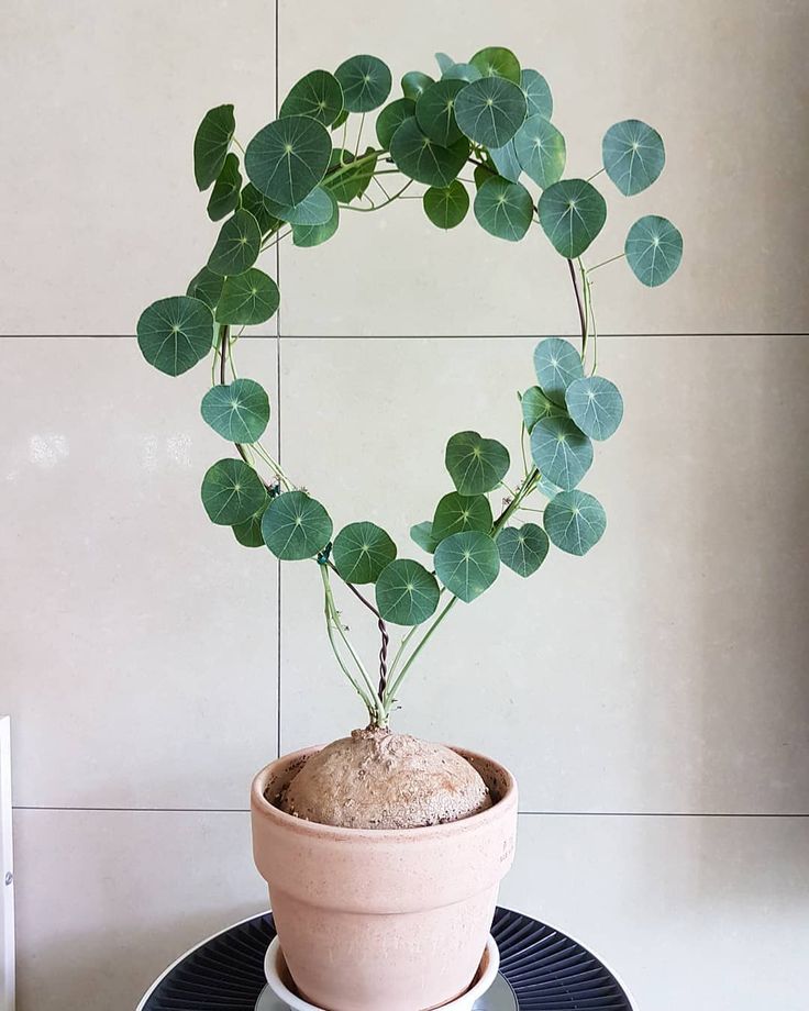 Stephania Erecta Plant