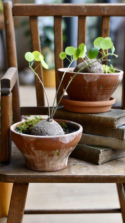 Stephania Erecta Plant