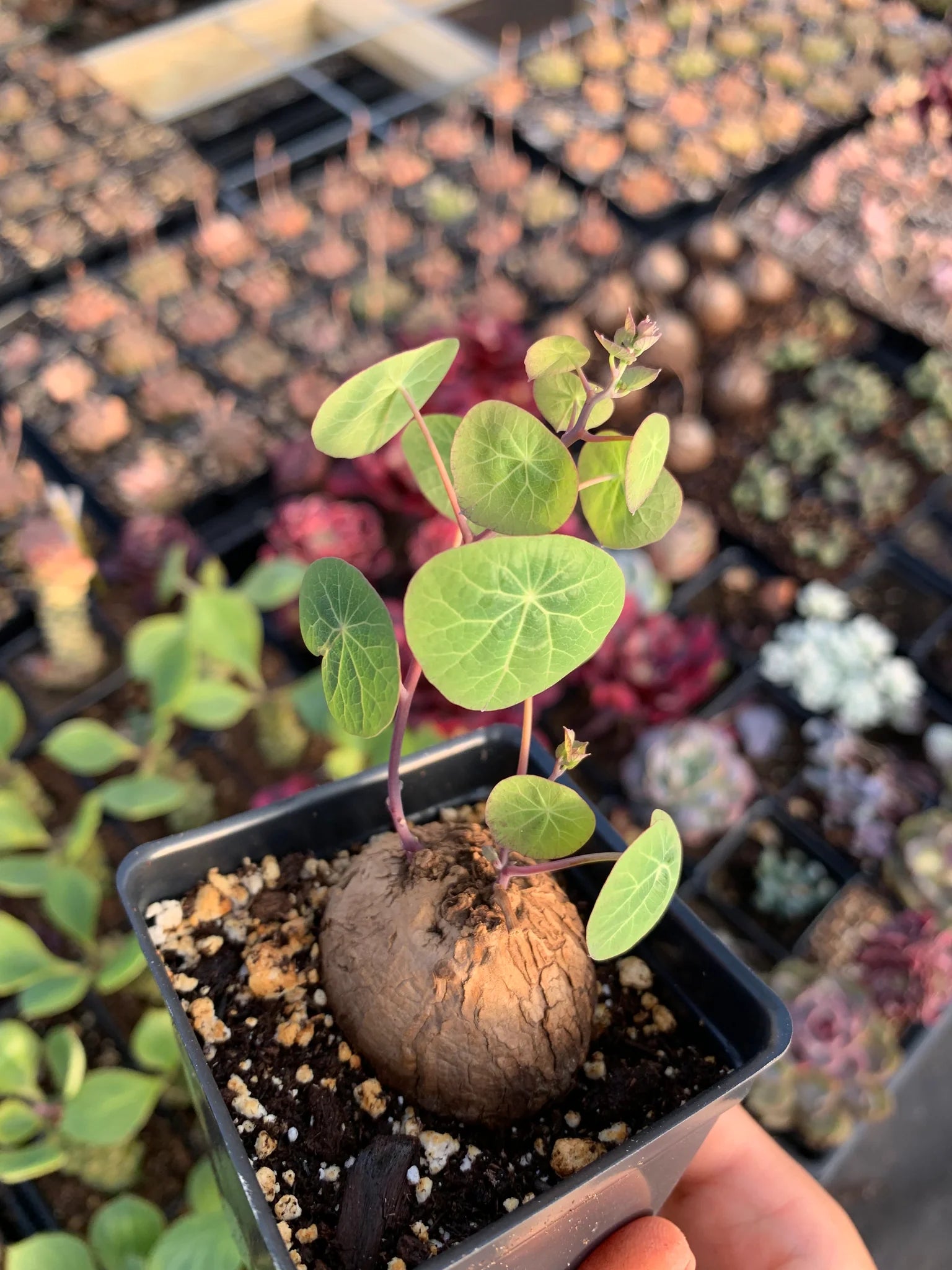 Stephania Erecta Plant