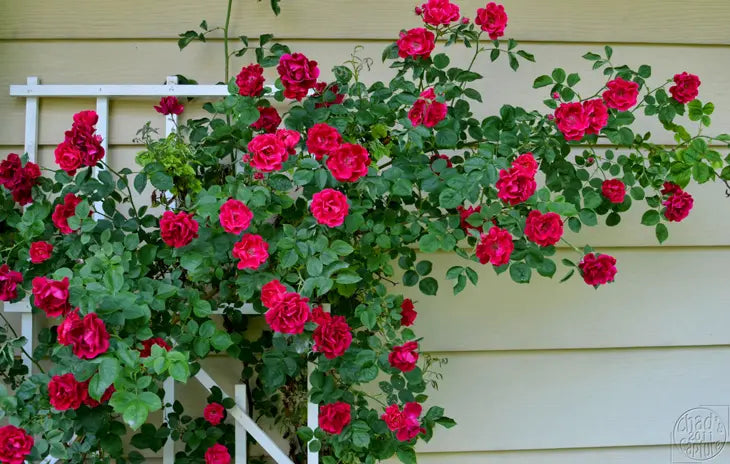 Elegant Climbing Rose Flower Seeds
