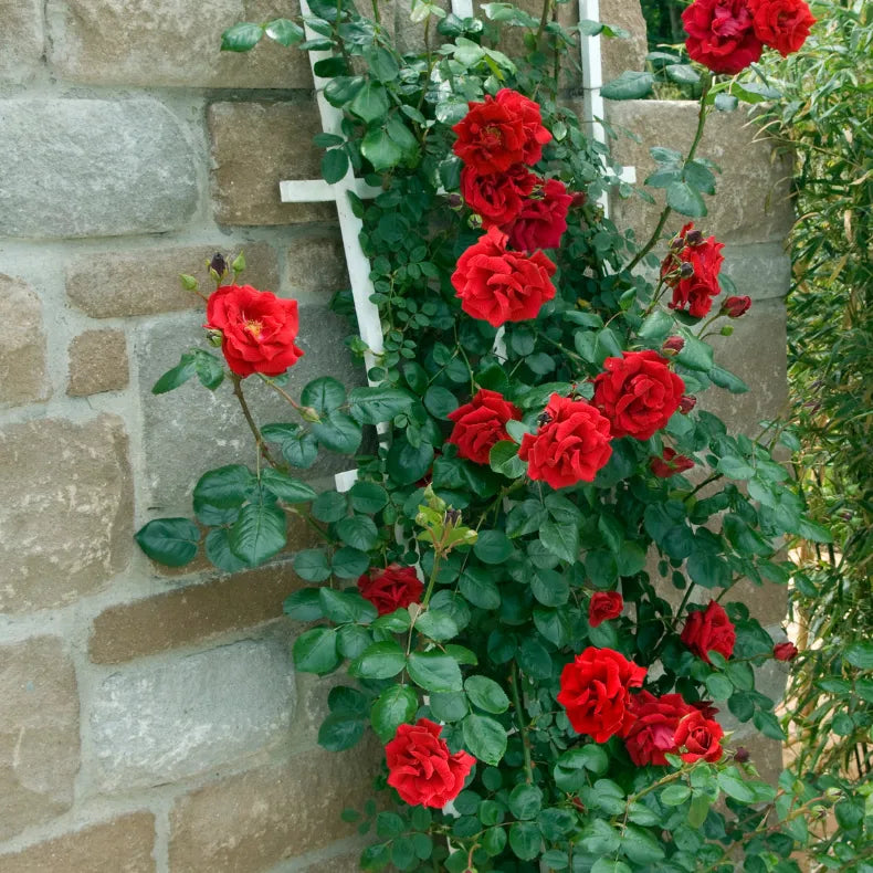 Elegant Climbing Rose Flower Seeds