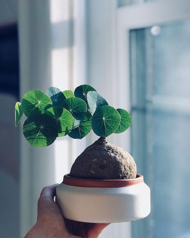 Stephania Erecta Plant