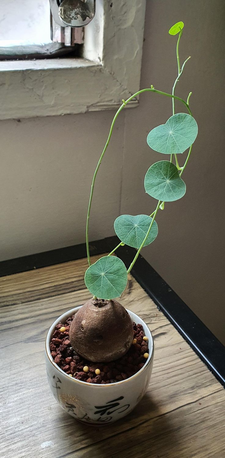 Stephania Erecta Plant