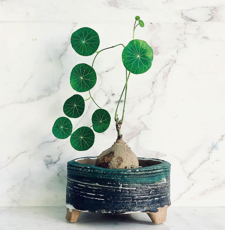 Stephania Erecta Plant