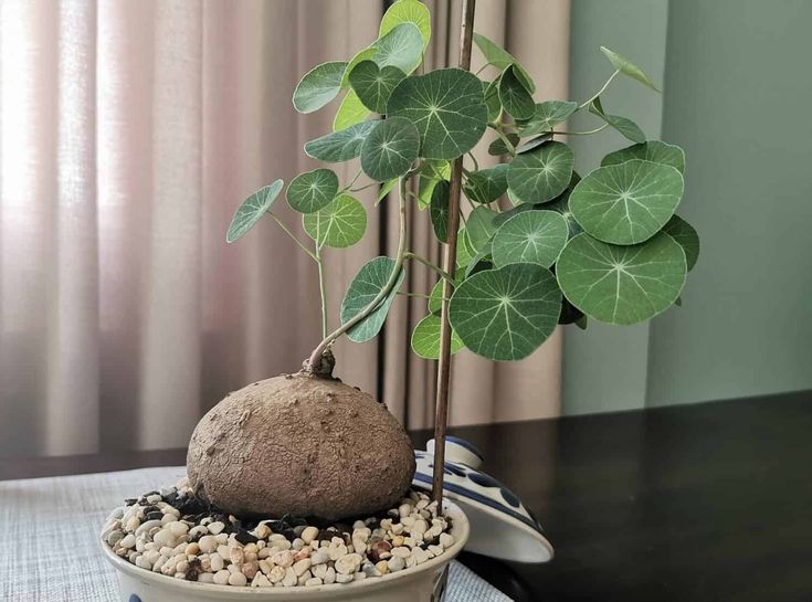 Stephania Erecta Plant