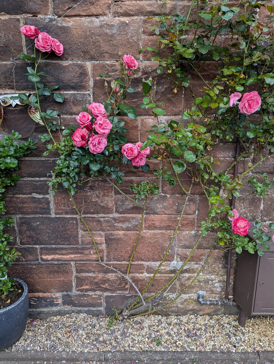 Elegant Climbing Rose Flower Seeds