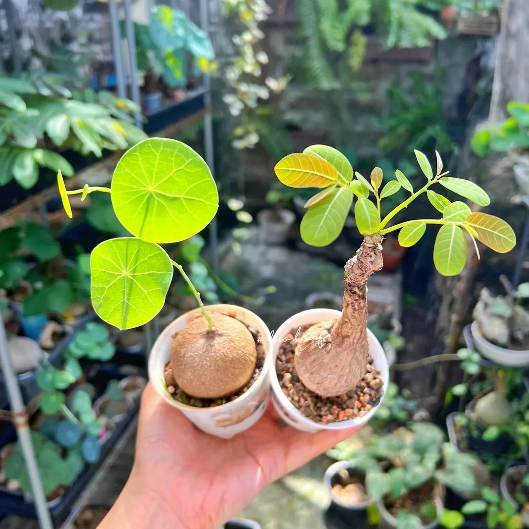 Stephania Erecta Plant