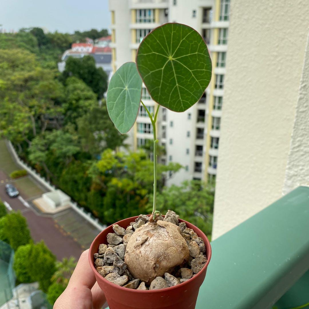 Stephania Erecta Plant