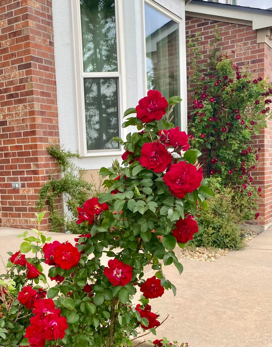 Elegant Climbing Rose Flower Seeds