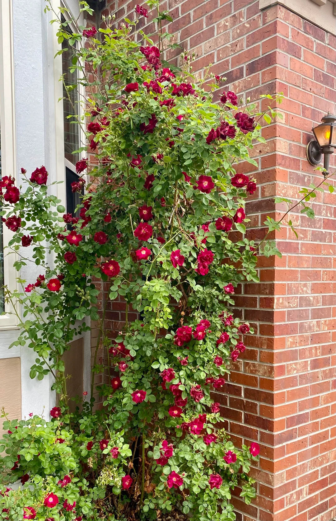 Elegant Climbing Rose Flower Seeds