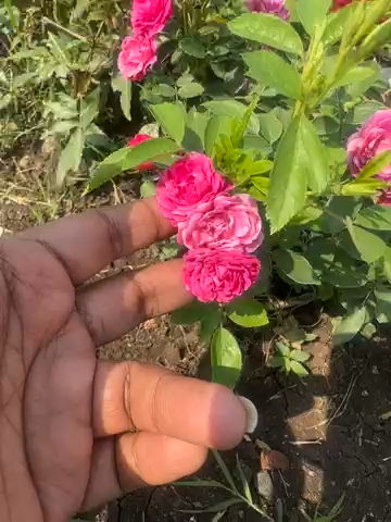 Elegant Climbing Rose Flower Seeds